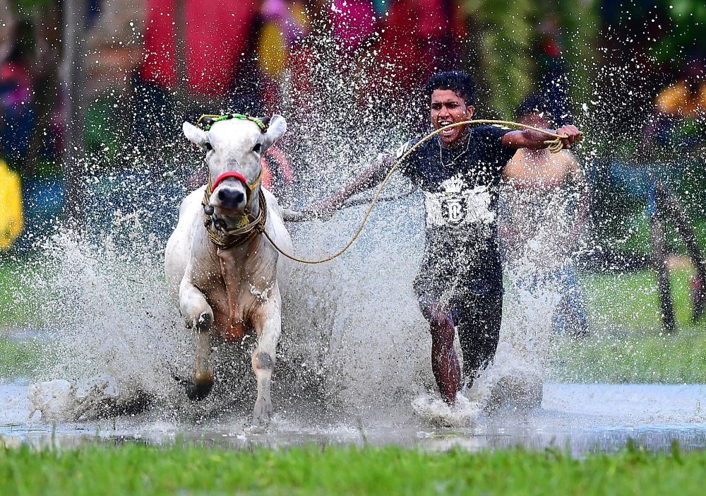 South 24 Pargana: A farmer with his Bull participates in a bull race (Moi-Chhara) at a paddy field in Herobhanga village of South 24 Pargana district, Sunday, July 23, 2023. Farmers believe that participating in the race before ploughing will bring rain and a better harvest.(IANS/Abhijit Addya)