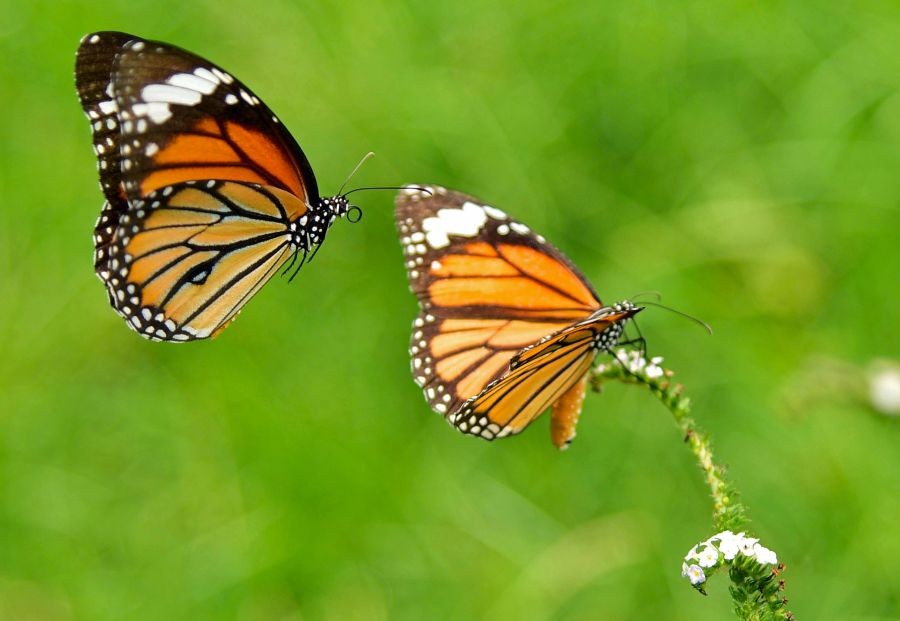 Guwahati: A butterfly collects nectar from a flower at a park in Guwahati on Monday, July 03, 2023. (Photo: IANS)