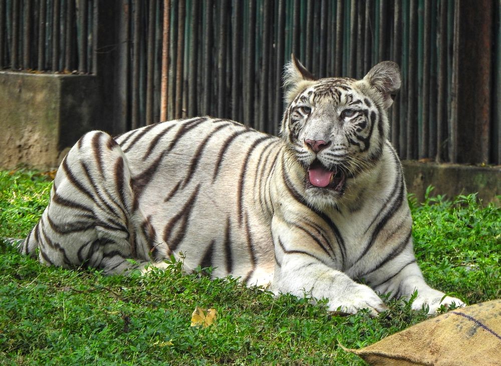 New Delhi: One of a White tiger cubs Avani and Vyom plays at an enclosure on their first birthday at Delhi Zoo, Saturday, August 26, 2023.(IANS/Anupam Gautam)