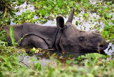 A one-horned rhino is seen among flood in Kaziranga National Park near Guwahati, capital of Indian northeastern state of Assam, July 29, 2016. Incessant rain and rise of water level in river Brahmaputra submerged parts of the national park, causing threats to the unique rhino as well as other species. (Xinhua/Stringer/IANS File Photo)