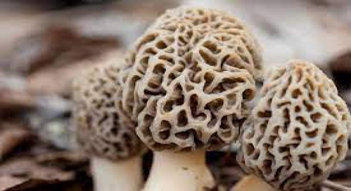 Morels, nature's finest fungi. (IANS Photo)