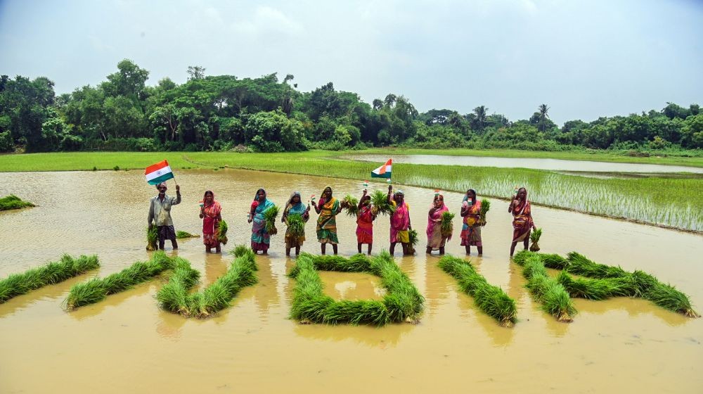 Bhubaneswar : Farmers craft 'INDIA' using paddy saplings in a field ahead of Independence day on the outskirts of Bhubaneswar , on Saturday, August 12, 2023.(IANS/Biswanath Swain)
