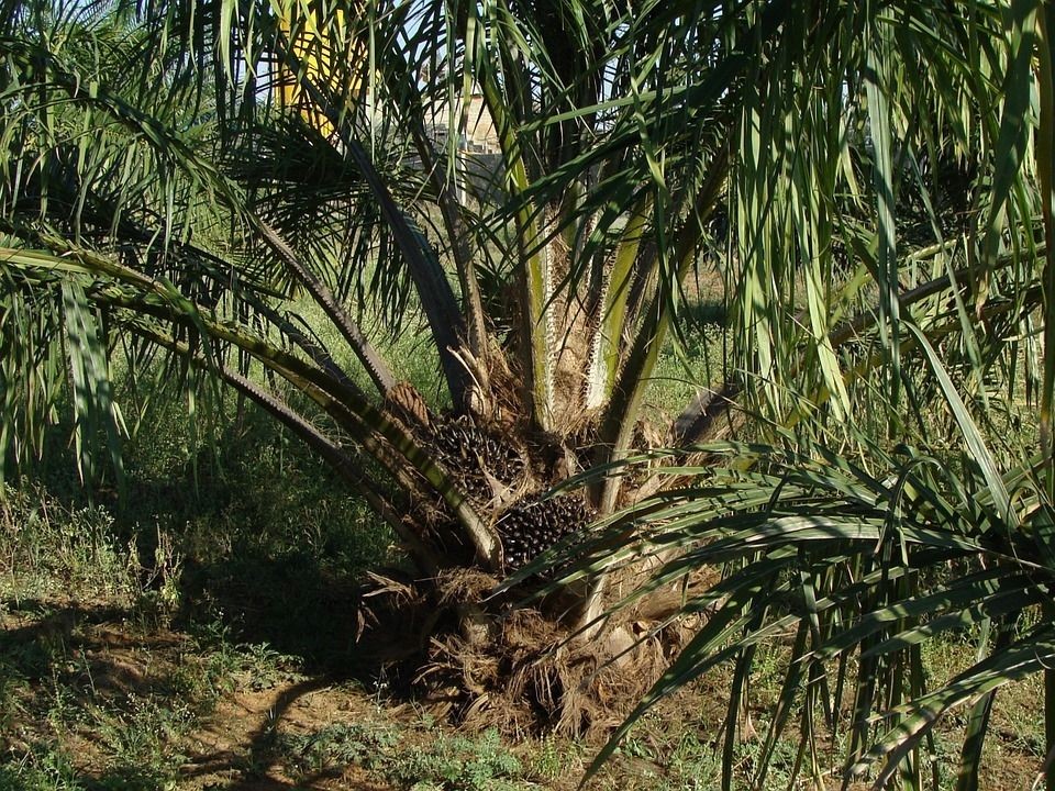 Centre’s oil palm expansion plan to hurt NE: MPs shoot off letter to PM