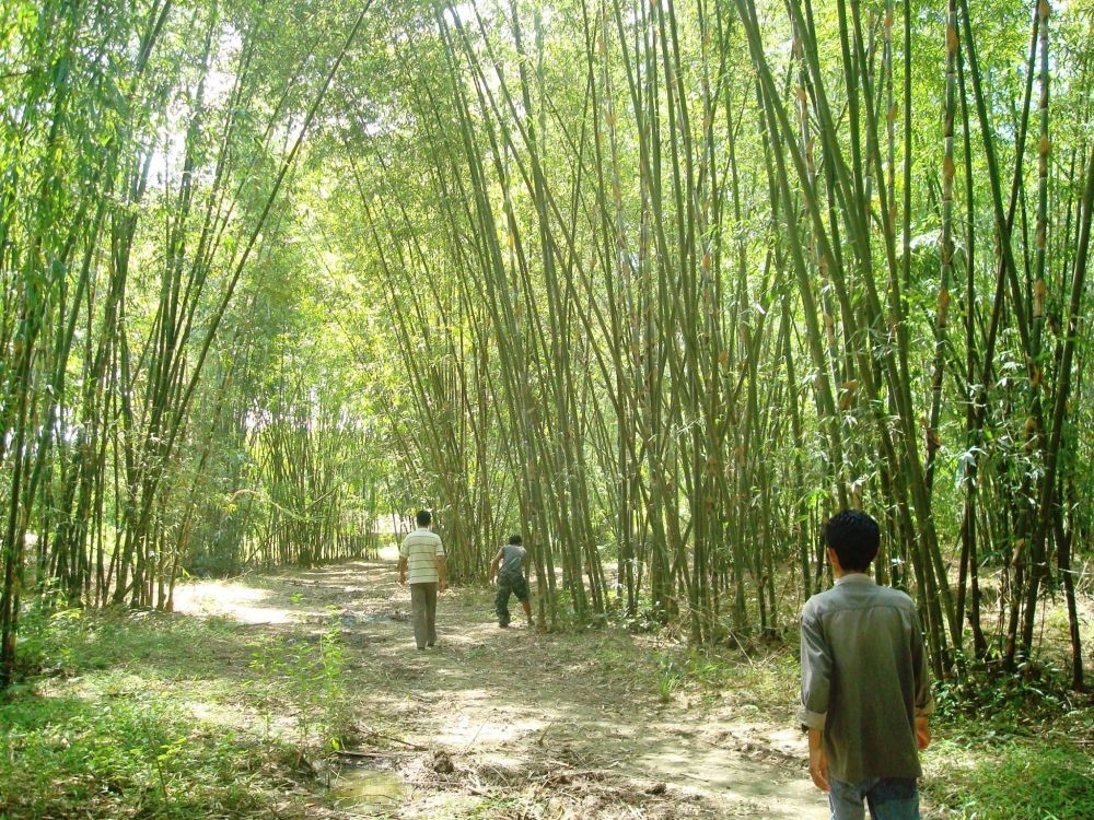 Bamboo is an important green resource for Nagaland covering every strata of the society.