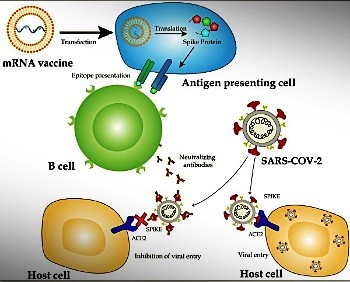 Photo credit: International Journal of Biological Sciences website