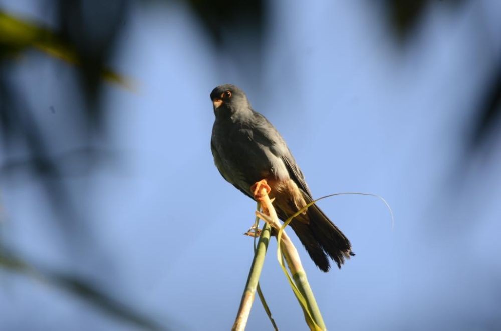 After Manipur, now Nagaland welcomes migratory Amur falcons - Vimarsana News