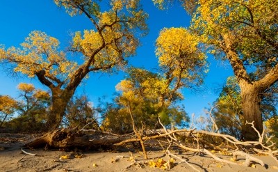 Photo taken on Sept. 23, 2015 shows the desert poplar (populus euphratica) forest in Ejina Banner, north China's Inner Mongolia Autonomous Region.The golden leaves in autumn attract many tourists. (IANS File Photo)