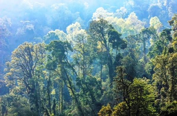 Enchanting forest such as this in Kiphire is what the forests of Nagaland are known for.
