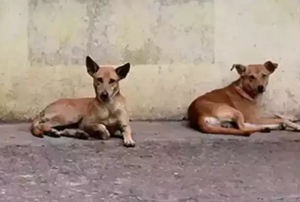 Stray dogs. (IANS Photo)