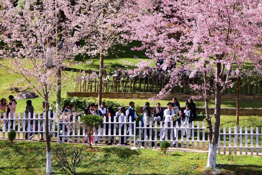 Shillong : People walk under cherry blossoms trees at a park in Shillong on November 14, 2023. (Photo: IANS)