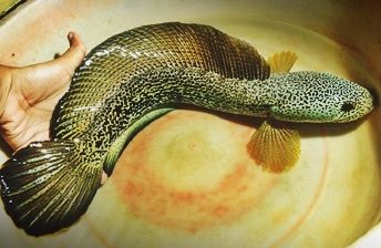 Assam: Forest Dept seizes 500 rare fish valued at Rs 4.5cr