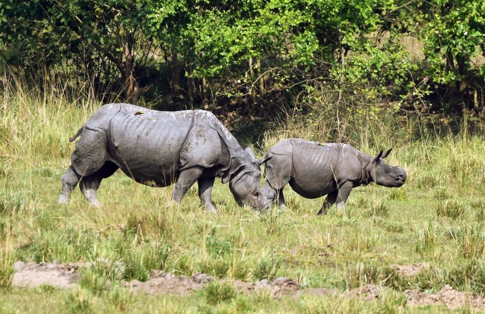 Nagaon: One-horned rhinos graze inside Burapahar Range of Kaziranga National Park, in Nagaon district of Assam on Oct 27, 2022. (Photo: Anuwar hazarika/IANS)