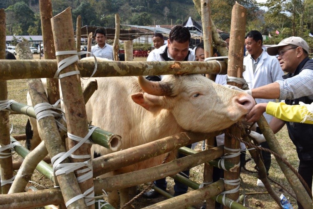 ICAR organised a Mithun Mela cum Technology Injection Programme at Loth village on February 14.
