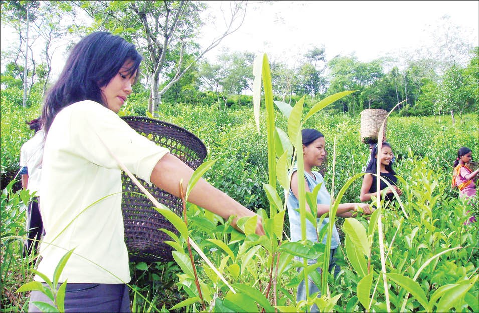A Naga girl seen plucking leaves at the N.I. Jamir Tea Estate at Moalenden, Longsa Village in Mokokchung district on Monday afternoon.