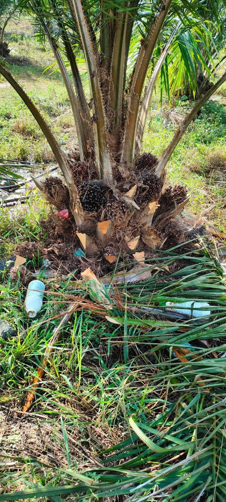 Empty containers of chemicals used in oil palm cultivation under Peren district. (Photo Courtesy of the author)