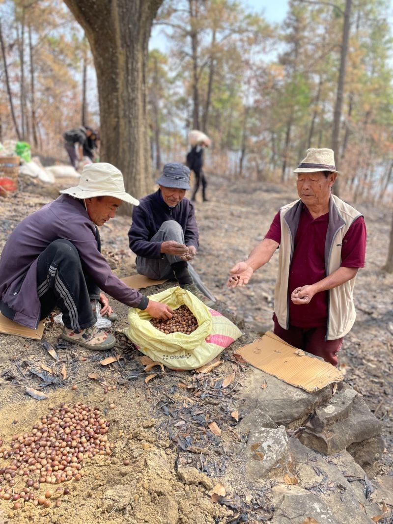 Native oak trees plantation Thetsumi village on February 19.