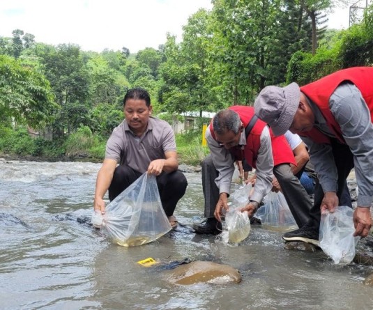 Fingerlings being released by the Department of Fisheries & Aquatic Resources Nagaland and others release fingerlings at the Dzü-ü, a river in Japfü Range in the Southern Angami Region. (Morung File Photo: For Representational Purposes Only)