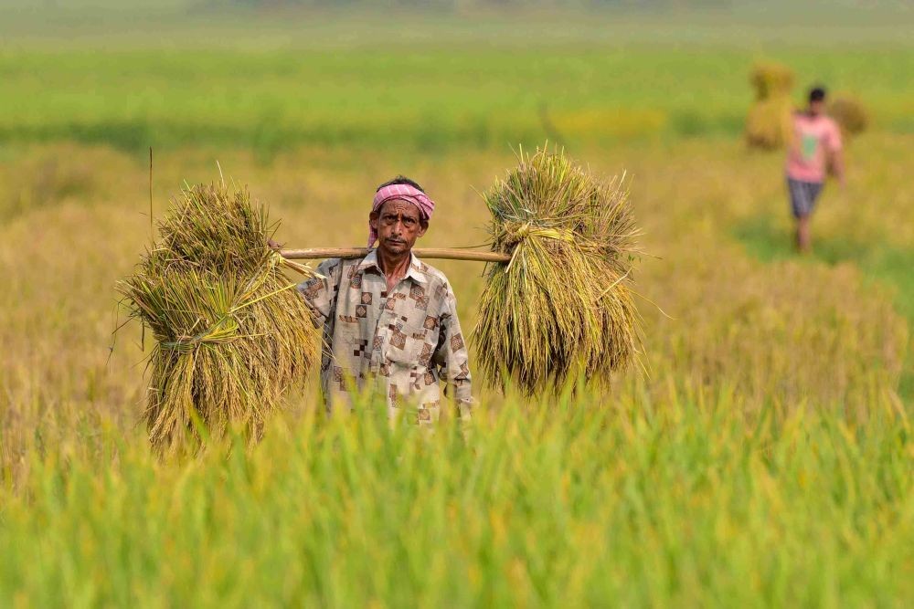 Morigaon : Farmers carry paddy after harvest at a field in Morigaon district of Assam on Sunday, November 05, 2023. (Photo: IANS/Anuwar Hazarika)