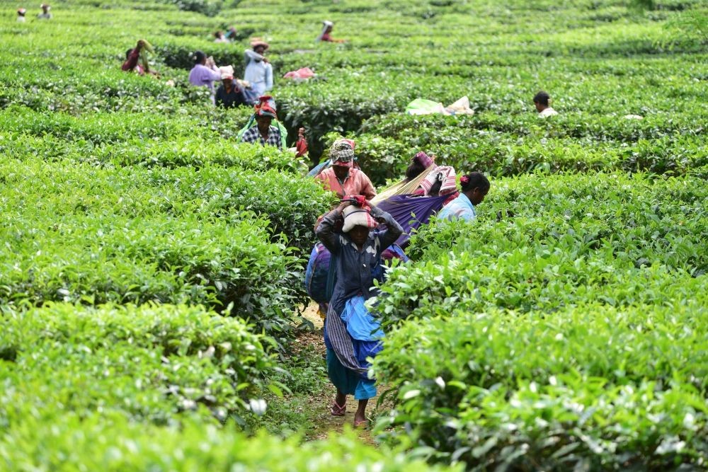 Nagaon: Tea tribe workers carry their sack filled with tea leaves after plucking from a tea garden in Nagaon District of Assam on Friday, Sept 23, 2022. (Photo: Anuwar hazarika/IANS)
