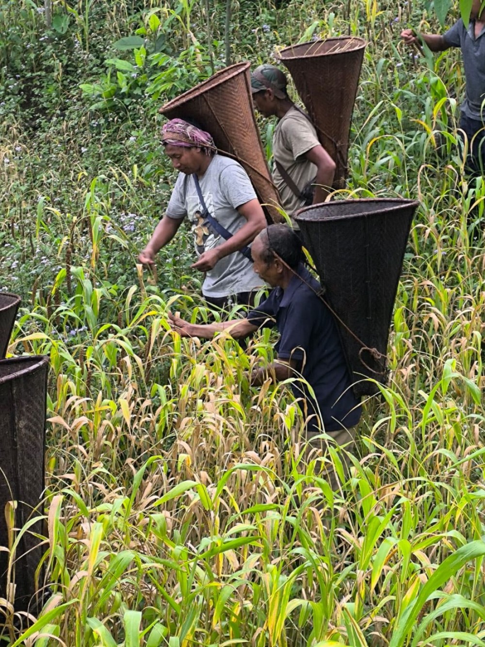 Foxtail millets harvesting at Tobu village in Mon district. Millet has always played an important role in the food culture and livelihoods of the Nagas, and today millet is gaining much popularity across the globe due to its high nutritional value. (Photo Courtesy: Masabenba Pongen)