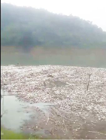 In this screenshot from video, a massive pile of plastic waste can be seen deposited along the banks of Doyang Dam in Wokha district, Nagaland.