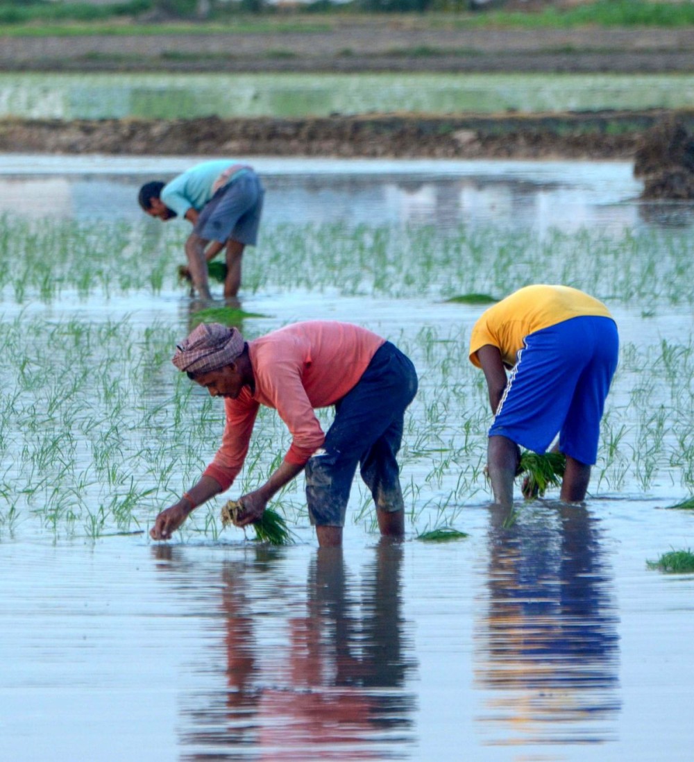 Amritsar: Farmers plant paddy saplings in a field in Amritsar on Sunday, June 16, 2024. (Photo: IANS/Pawan Sharma)