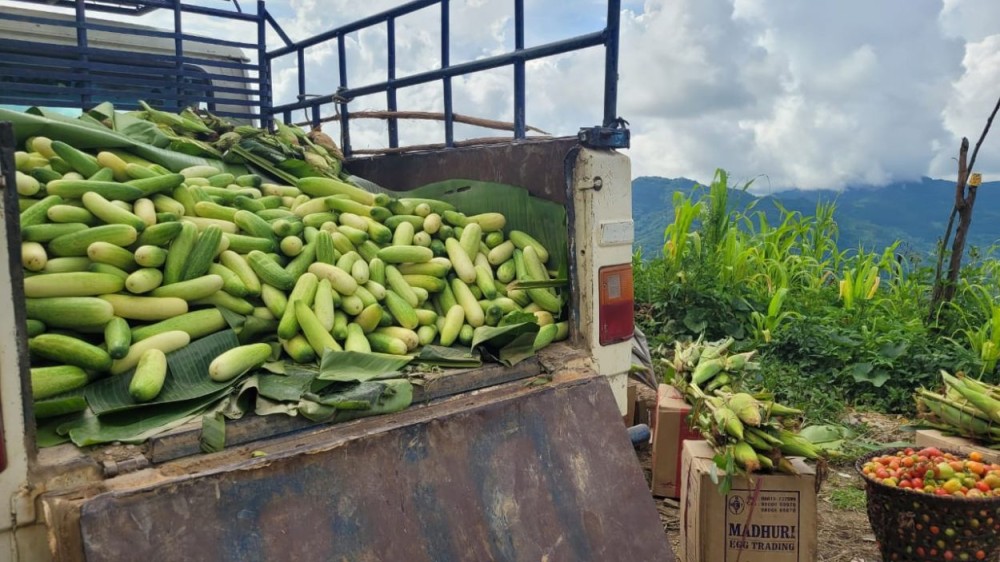 Cucumber harvest at Chiechama. (Morung Photo)