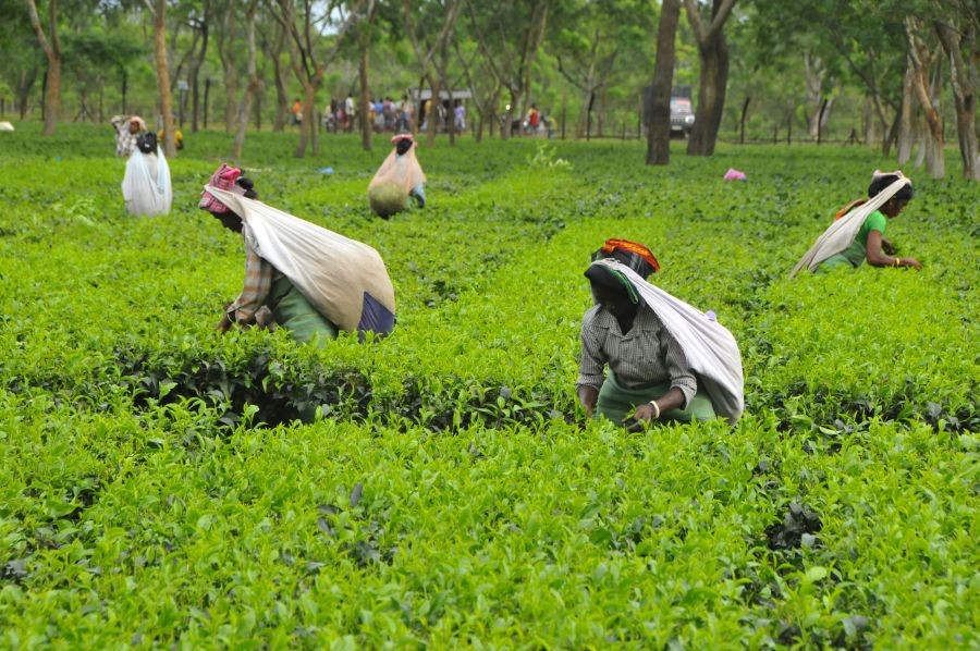 Woman pick up tea leaves at a tea garden in Tetulia, Bangladesh, Aug. 1, 2015. Many new tea gardens are expected to be added due to relatively better prices of tea. (Xinhua/Shariful Islam)
