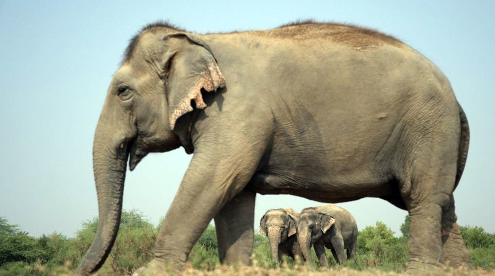 New Delhi: Prime Minister Narendra Modi tweeted images of the Elephants on the occasion of World Elephant Day to appreciate the wide range of community efforts to protect elephants on Monday August 12 2024. (Photo: IANS/PMO)