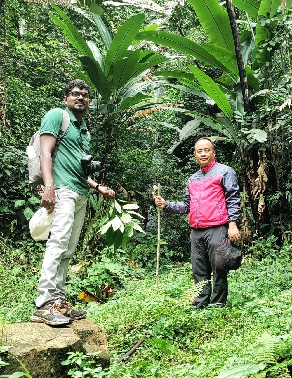 P Tiatemsu of Department of Botany, Fazl Ali College and  VS Hareesh from KSCSTE-Malabar Botanical Garden, Calicut during one of their field trips in Nagaland. The duo along with Mamiyil Sabu from the Malabar Botanical Garden have discovered new species of the Zingiberaceae or the ginger family called Curcuma ungmensis from during a field trip in September 2023 along the roadside in Ungma Village. (Photo By Arrangement)