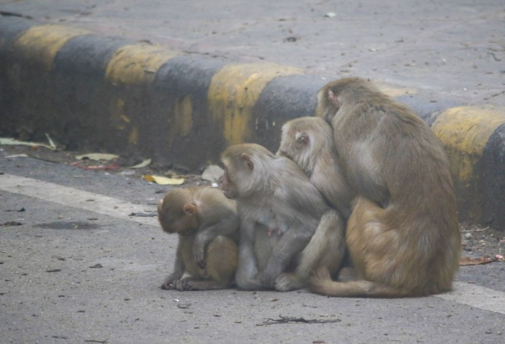 New Delhi: A group of monkeys huddle together to keep warm on a cold winter day in New Delhi on Sunday, January 5, 2025. (Photo: IANS/Qamar Sibtain)