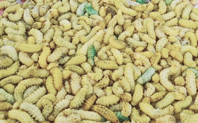 The Department of Sericulture’s production statistics for the financial year 2023-24, showcases substantial progress across silk varieties.