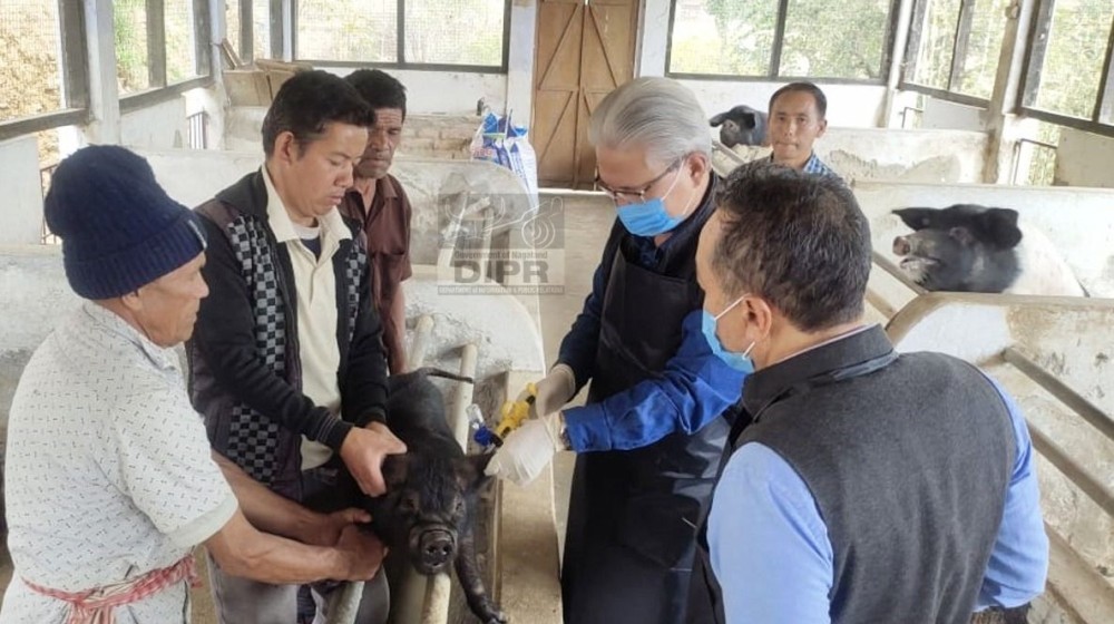 Dr BM Sunep, the Additional Director & HoD of AH&VS vaccinating a pig during the launching of the Nagaland State Round-II CSF vaccination programme on April 10. (DIPR Photo)