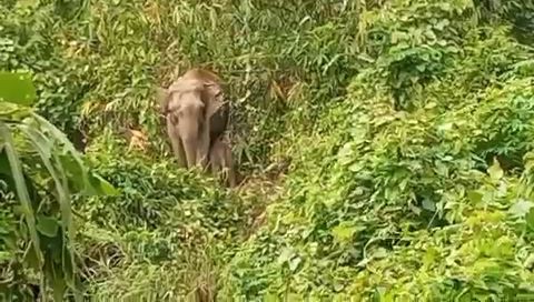 In this screengrab from a video shared by villagers, an elephant and a calf are seen near the vicinity of Ruchan village. (Morung Photo/screengrab)