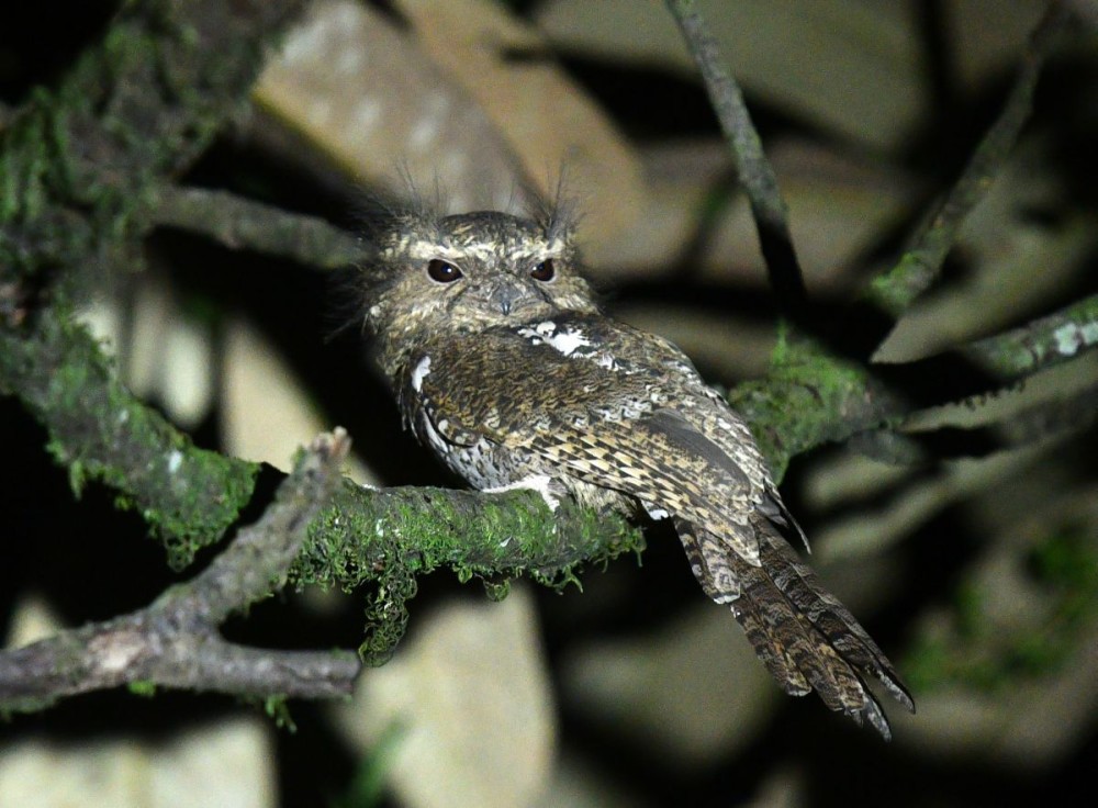 Hodgson's Frogmouth: The Enigmatic Bird with a Frog’s Mouth ...