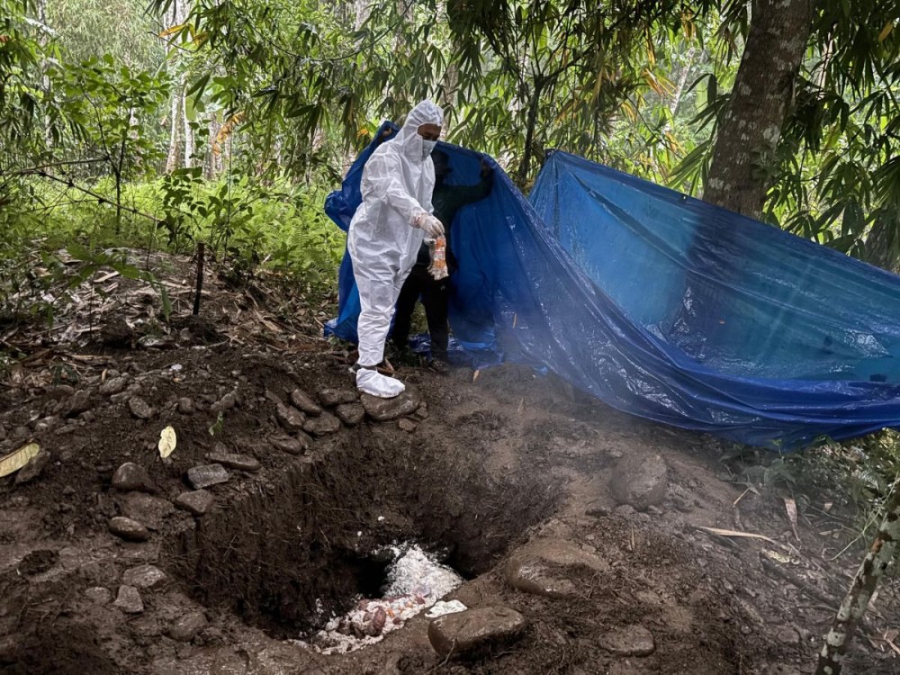 An official is seen disposing of a bovine carcass in Pongching, Longleng, in this photo shared by the Nagaland’s Department of Animal Husbandry & Veterinary Sciences on X on June 18. (Image Courtesy: @AHVS10 /X)