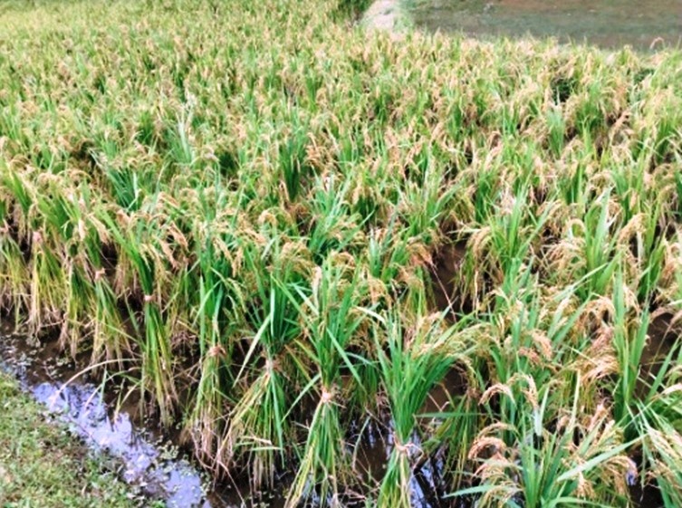 Aerobic Rice: A Pathway to save water | MorungExpress | morungexpress.com
