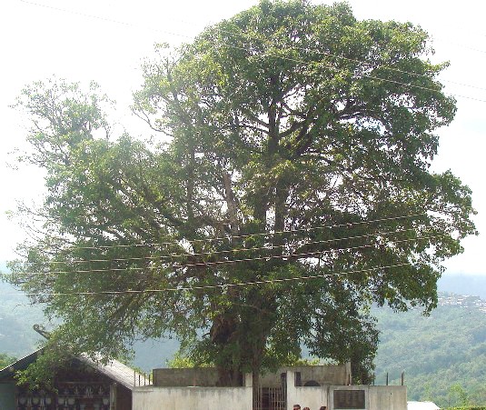 The miracle ‘Banyan’ tree stands tall and proud in the heart of Makhel village. (Morung Photo/Kuzhovesa Soho)