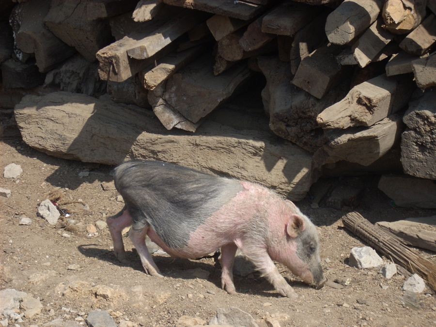 An indigenous pig from Nagaland grazes near a house. (Morung file Photo)