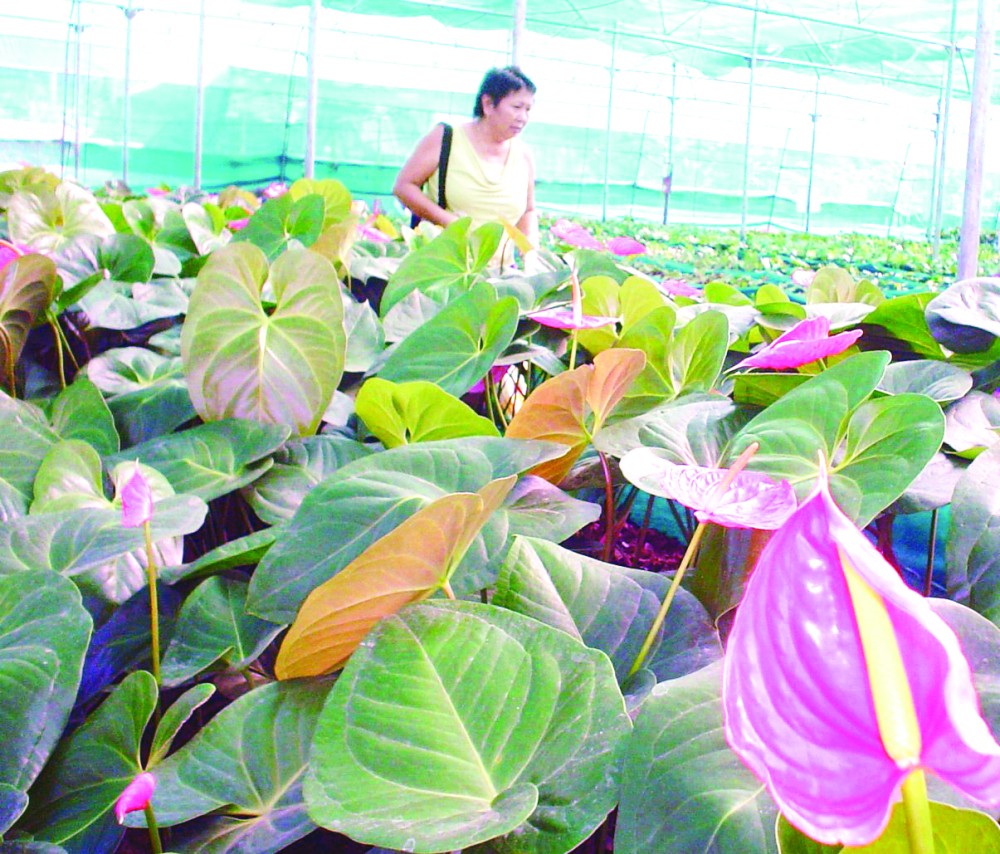 Akhruzou at her Anthurium farm.