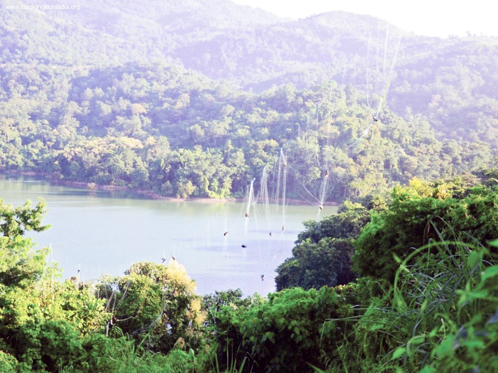 The picture around the Doyang reservoir shows how the Amur falcons are caught by hunters setting-up huge fishing nets (30-40m long, 10-12m tall). Birds get caught in the nets in large numbers. These birds get tangled in the nets while they come to roost during late evenings or when they leave the roost early in the morning. The nets were permanent and the hunters come every morning to remove the trapped birds. (Source of information and picture courtesy Conservation India)