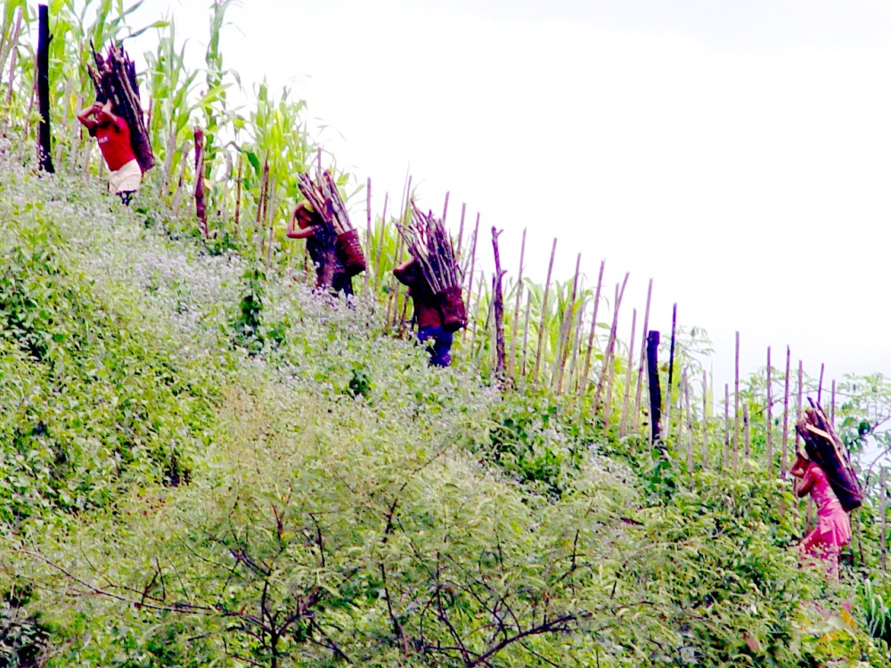 A group of women in Kiphire village seen here carrying firewood home.