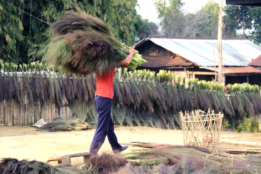 A man carries bundles or broom grass/tiger grass (scientific name Thsolonea Maxima) at Dibuia village, some 55 kilometers away from Mokokchung town to be dried. The naturally grown broomsticks are harvested during the month of February-March every year and are exported to other states. (Morung Photo)