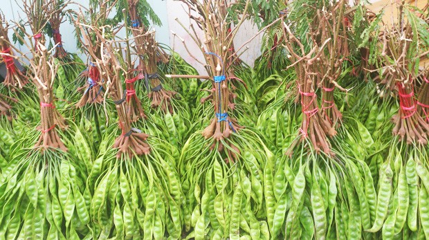 Yongchak bundled up for sale.