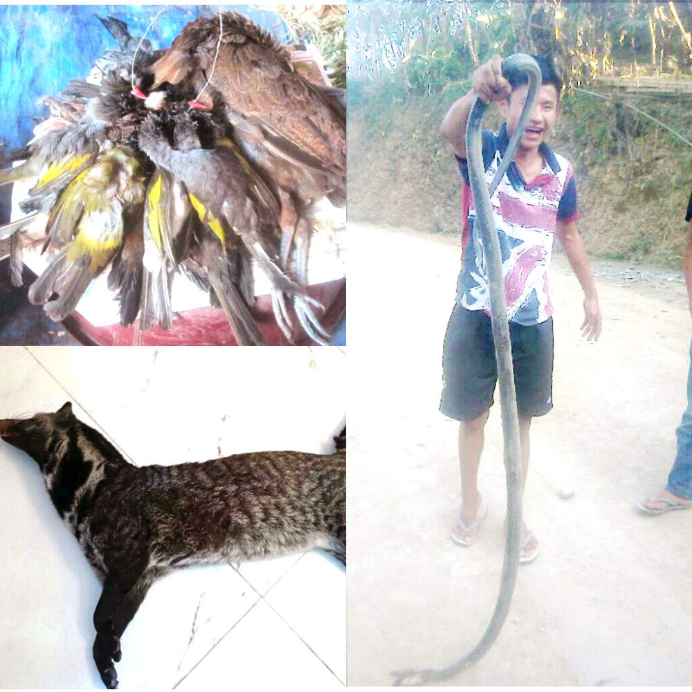Top left: Birds for sale at Supermarket Dimapur March 2011.  Bottom left: A wild animal shot by villagers in February 2014. Right: A young man tests his courage holding a dead snake shot by someone in the village, April 2014.