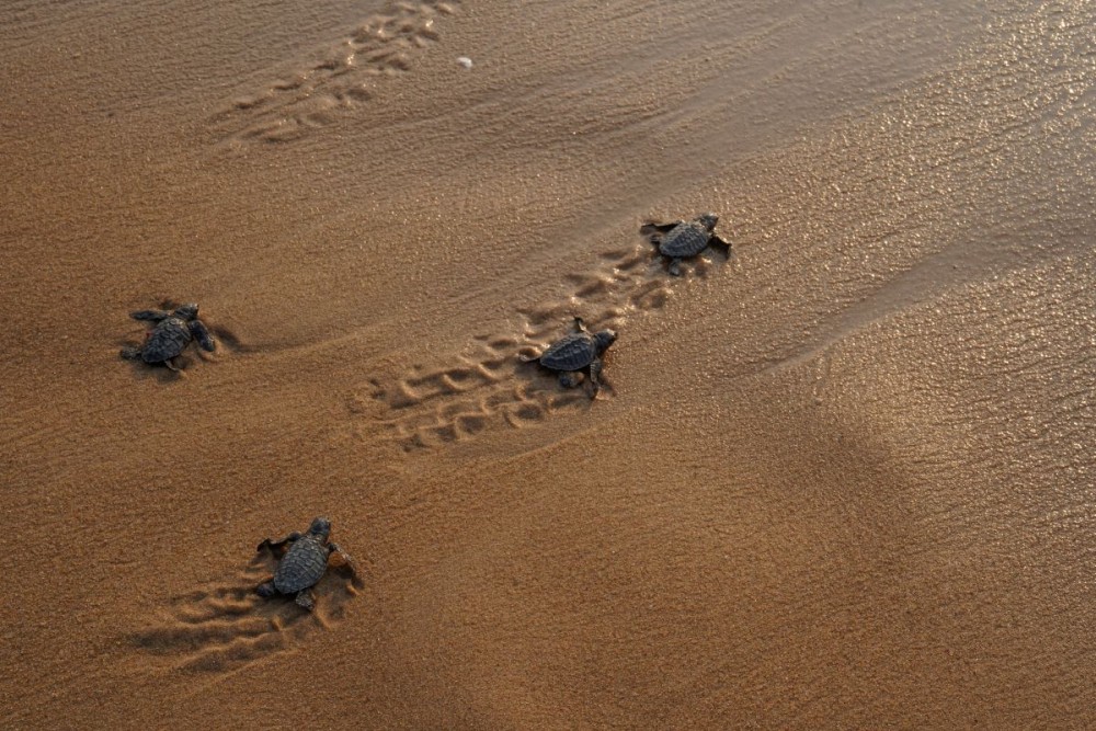 Hatchlings (Photo Courtesy: Aniketa Kabir)