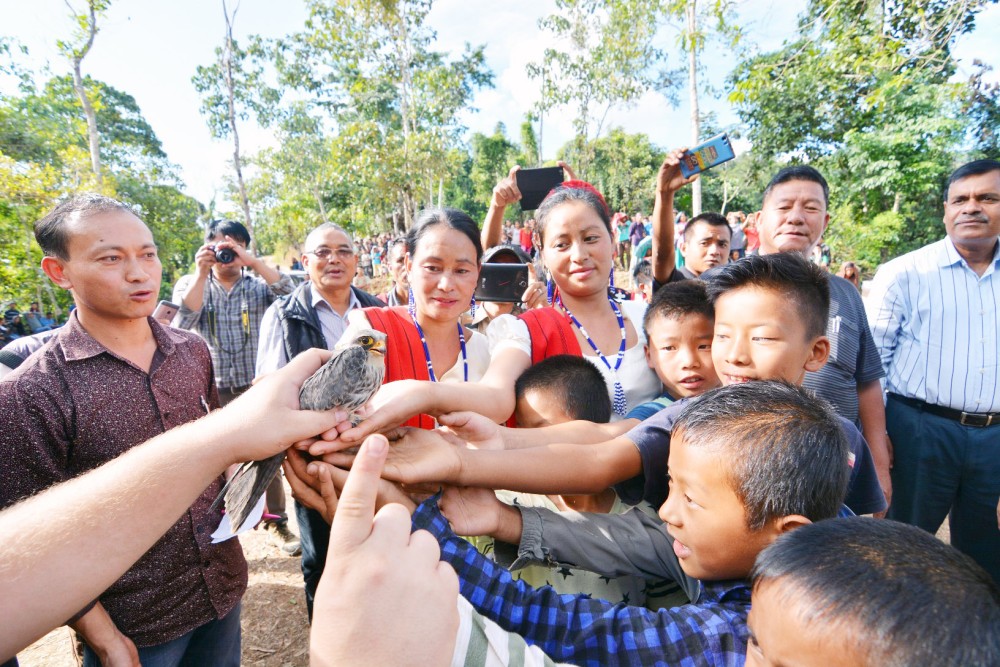 Womenfolk and children of Yaongyimchen village, assisted by Hungarian Scientist Peter Fehervani (not seen) release one of the two Amur Falcons tagged with a ring and identification number on Saturday. (Morung Photo)