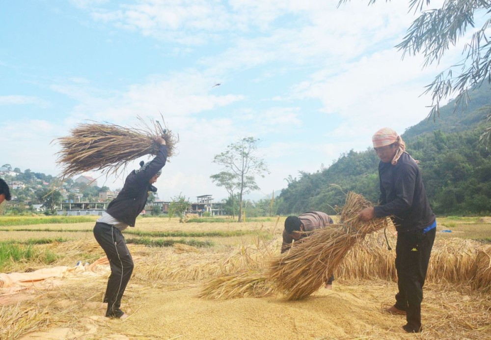 Naga farmers thrash rice straw to separate the seed in a paddy field during harvest season in Senapati, Manipur on October 27. (Photo by Caisii Mao)