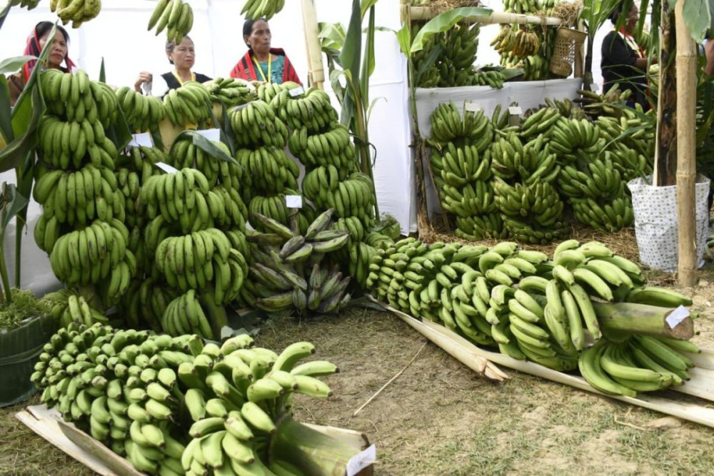 Various banana varieties on display at a festival stall.