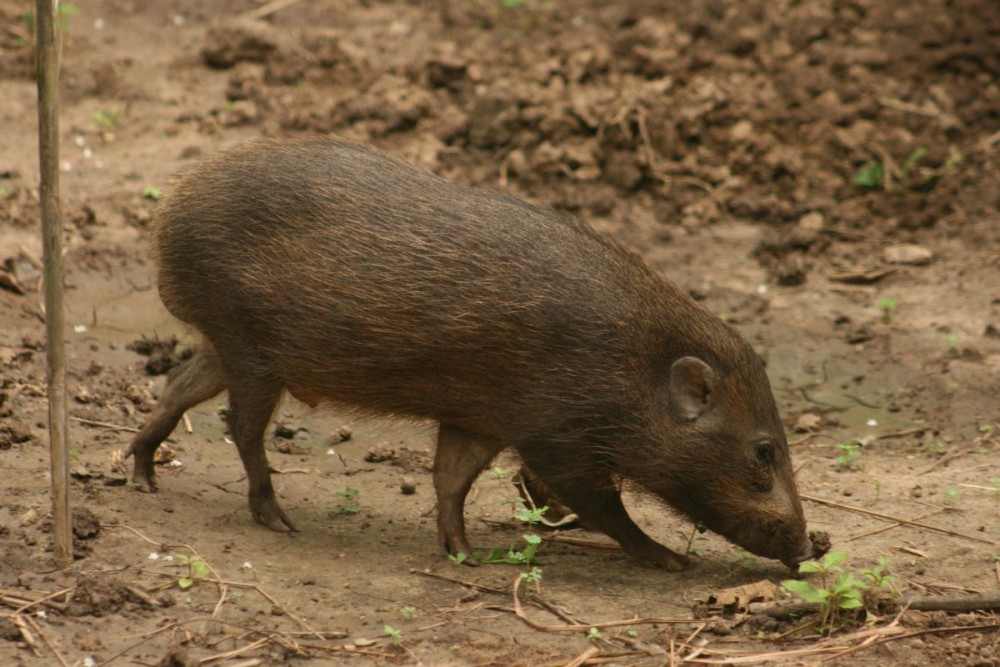 Photo Coutesy: P Jeganathan